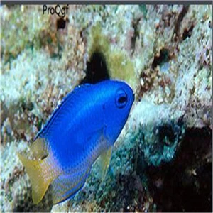 Ngryise 50 Шт Набор Aplocheilichthys Normani - Цвет: pomacentrus coelesti