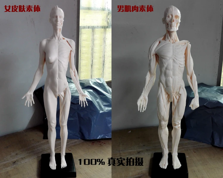 Пара для продажи 60 см человека PU женские и женская модель Анатомия череп головы