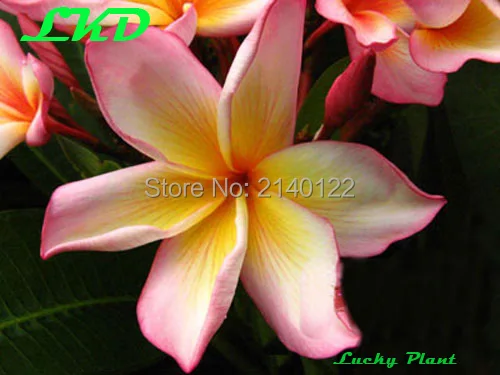 20 Свежий Adenium Obesum Семена Таиланд Редкие Реального Роза Пустыни Семян no56-coral-cream-5 |