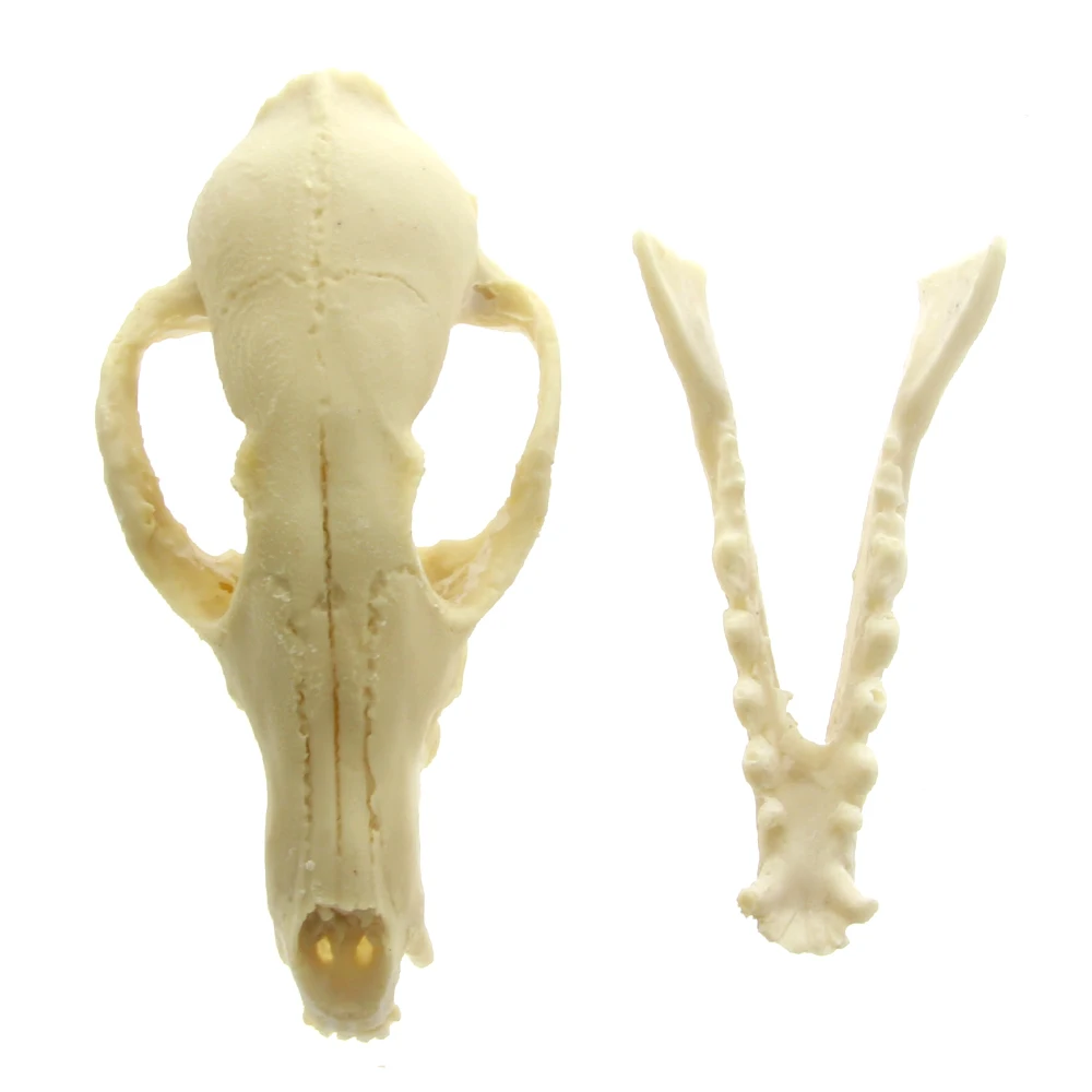 Красный Лисий череп лиса Смола образец кости Свифт Череп Скелет украшение