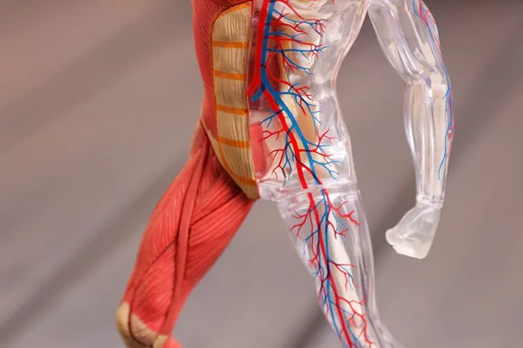 4D собранная модель анатомии человеческой мышцы анатомическая для медиков