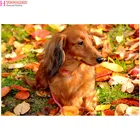 5d алмазная живопись, животные, Такса, собака, полная выкладка, алмазная вышивка, картины, стразы, свадебное украшение