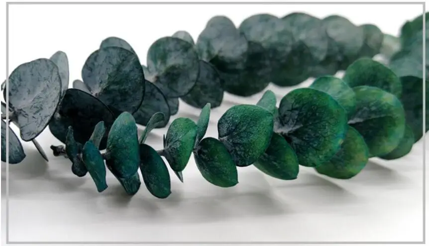 Ветки из листового эвкалипта в длину 20 30 см 10 шт.|eucalyptus leaves|flower arrangementflower arrangements diy |