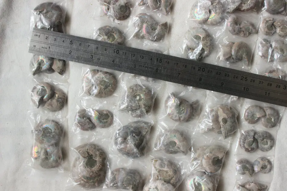 10 Pieces Small Natural Rainbow Split Ammonite Fossil Cut in Half Madagascar healing. Paired Free Shipping | Дом и сад