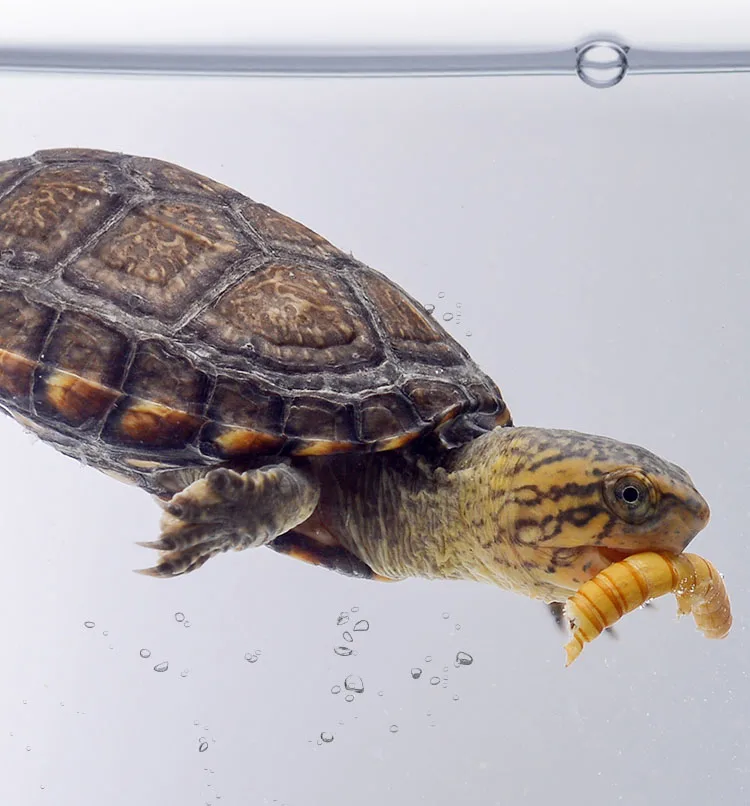 Deleba рептилия; Ящерица Черепаха Рыба еда mealworm сухой cichild flowerhorn arowana еда аквариумная кормушка для рыб поплавок на воды tortise
