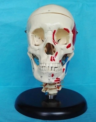 skull color separation coding model Medical teaching aids free shipping
