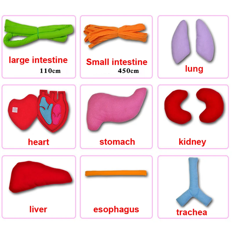 Модель тела органа игрушки лобзик фартук биология органная учебная помощь