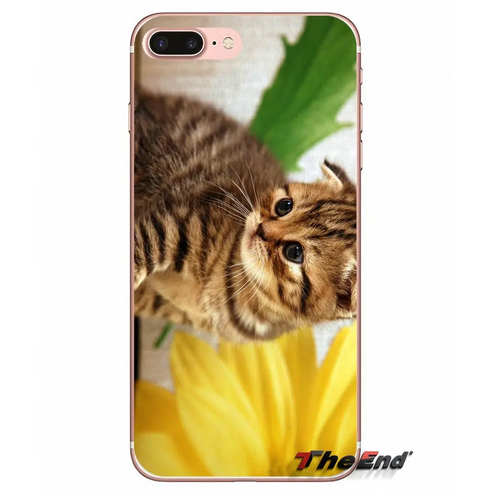 Мягкий чехол для Samsung Galaxy S3 S4 S5 MINI S6 S7 edge S8 Plus Note 2 3 4 5 Grand Core Prime Scottish fold cat Felis catus|case