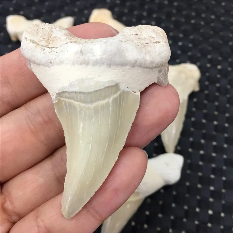 1 шт. натуральные животные Fossil зубы акулы Fossil минеральные образцы рок камни рейки лечебная энергия для коллекции в подарок