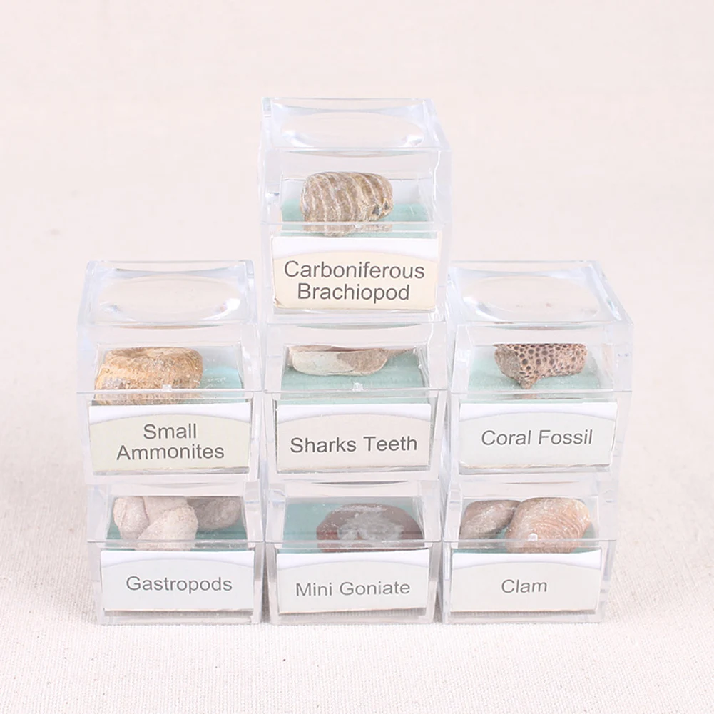 Горячая распродажа! 1 шт. протолит образец аммонита ремесло акулы зубы Gastropod коралловые окаменелости камень коллекция подарок для Fossil поклонников