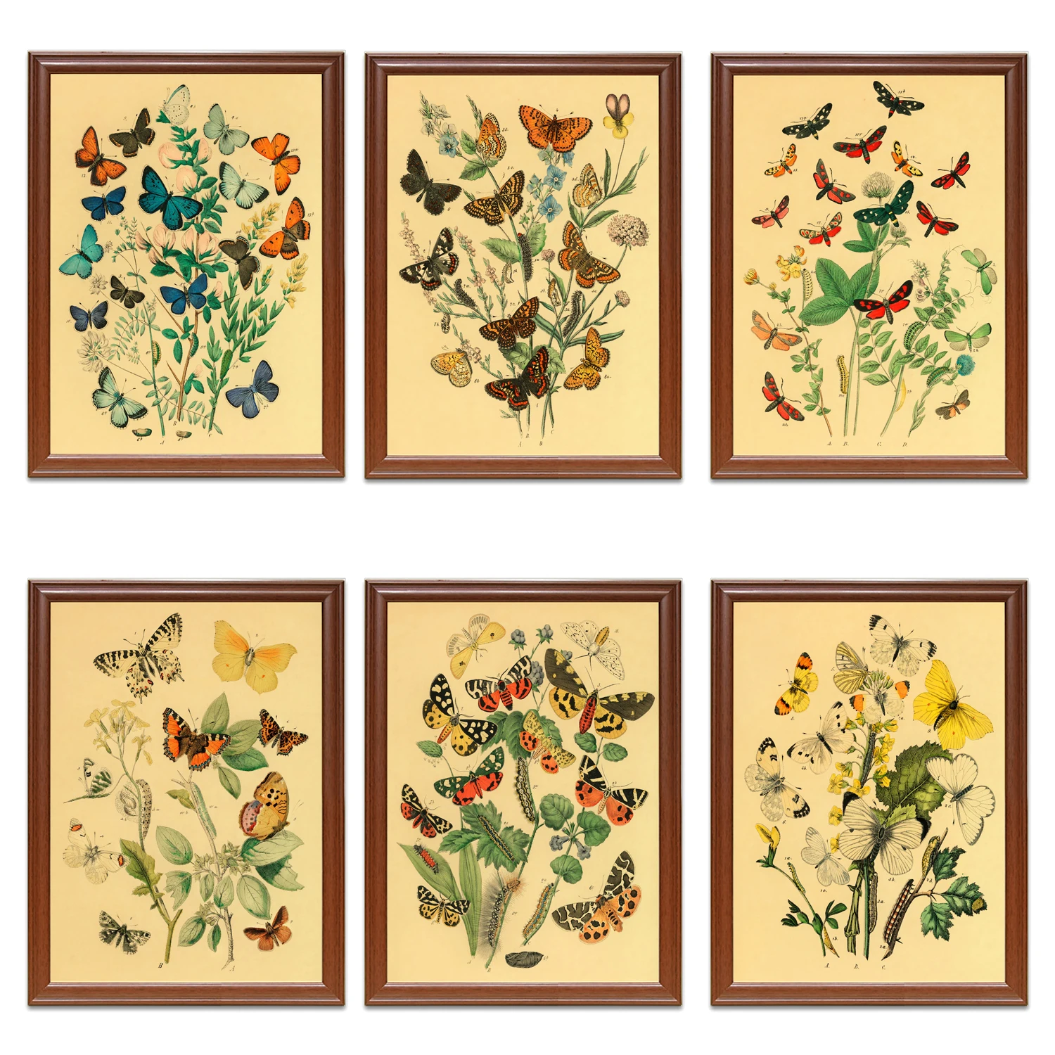 Винтажная энциклопедия насекомых 1882 плакаты европейские бабочки и моли