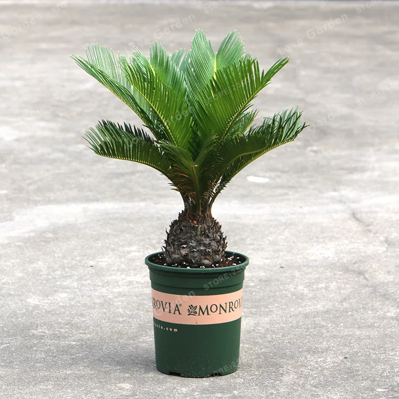 Cycas бонсай в горшках посадка на балконе мешок цветок Cycads дерево для дома сад