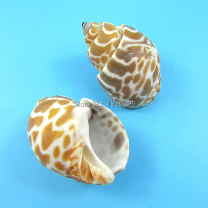 2 7 см белый желтый раковины натуральный пляж моря ремесла аквариум украшения для