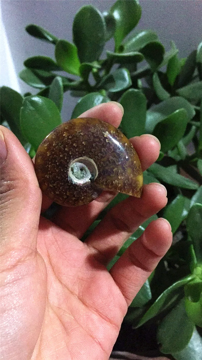

hot sale 100% Natural Crystal conch fossil Healing Reiki stone wholesale