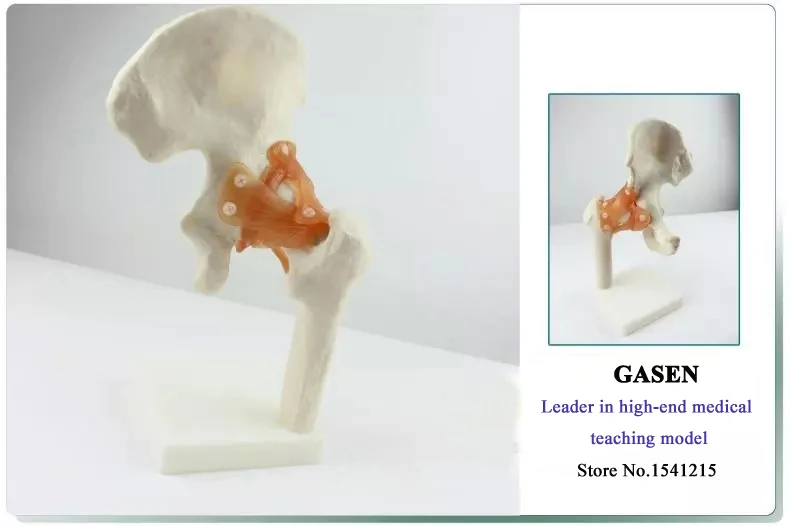 Медицинская Анатомия человека модель скелета бедра кости и суставов движение