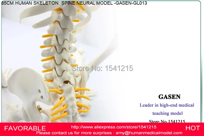 Анатомическая модель скелета анатомическая SKELETON GASEN GL013 человека|model skeleton|skeleton