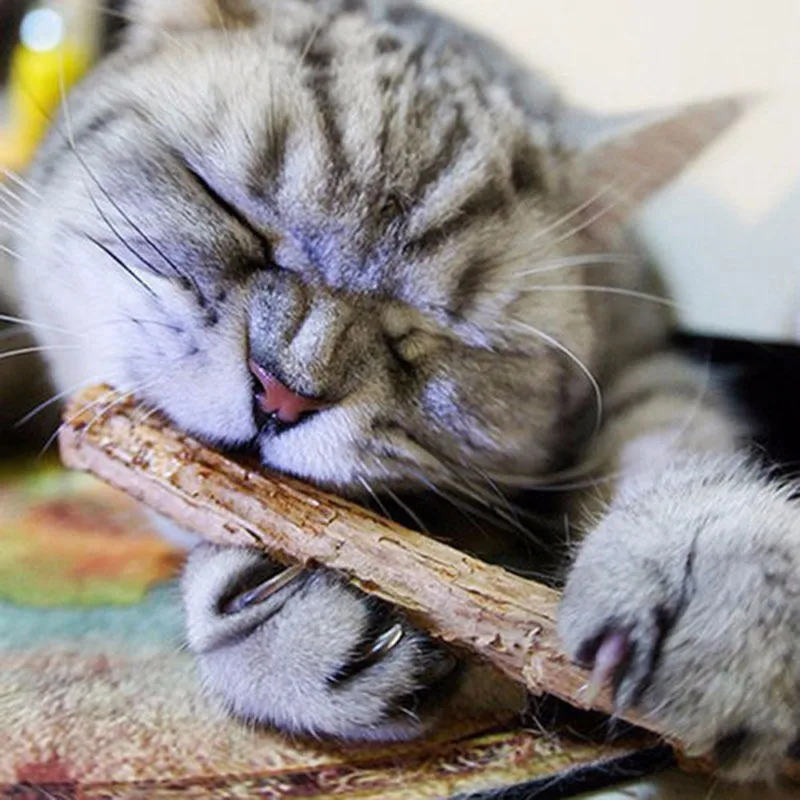 Зубная паста для чистки кошек натуральная кошачья мята игрушка зубная а003 | Дом и