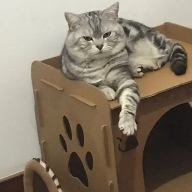 Кошка Когтеточка котенок кошка домик-образное гнездо спальная кровать лапа шлифовальные жевательные игрушки