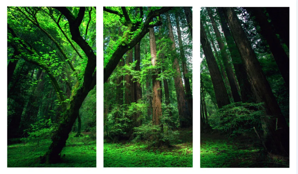 3 Panels Green Forest HD Canvas Print Painting Artwork Modern Home Wall Decor Art Picture On Prints | Дом и сад