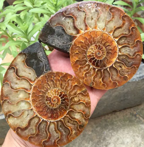 06070 Madagascar 1pairs of Rare Split Ammonite Fossil Specimen Shell | Дом и сад