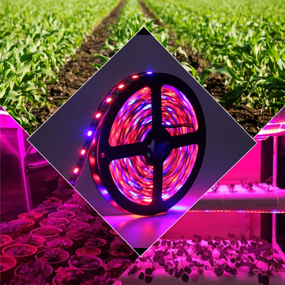 1 комплект 5050 LED Grow Lights DC 12V без водонепроницаемого 5M растущая Светодиодная лента