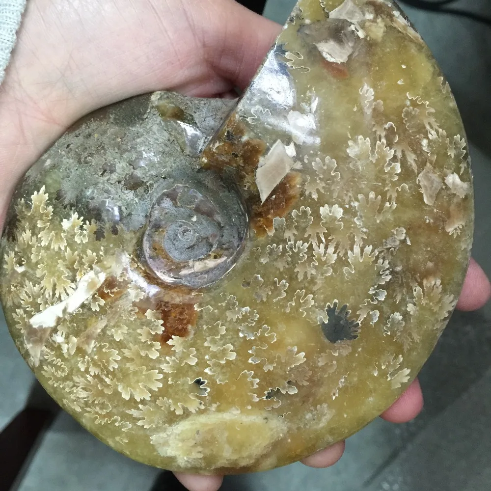 2019 горячая распродажа высокое качество натуральные необработанные окаменелости