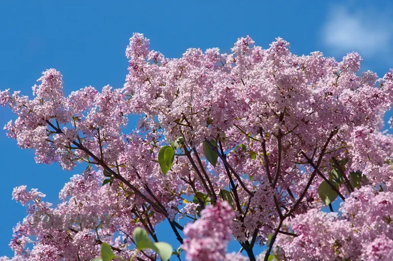 

Самая низкая цена поп Стретч потолочная пленка ложная потолочная цена для потолочного листа от фабрики Китая