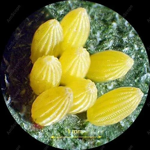 Бинокулярный стерео микроскоп амскоп супербинокулярный 20X 30X 40X 60X|microscope size|microscope