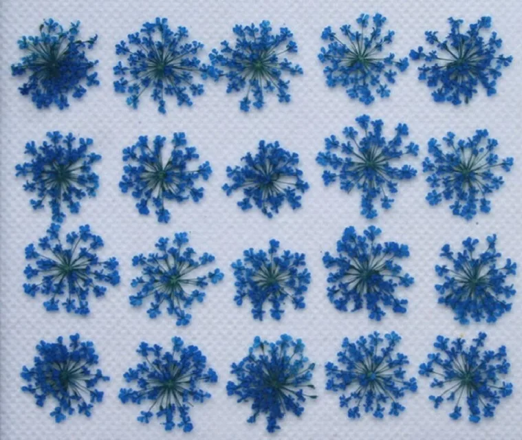250 шт прессованный высушенный цветок Ammi Majus сухие растения для эпоксидной смолы кулон ожерелье Изготовление ювелирных изделий ремесло DIY аксессуары - Цвет: Темно-синий