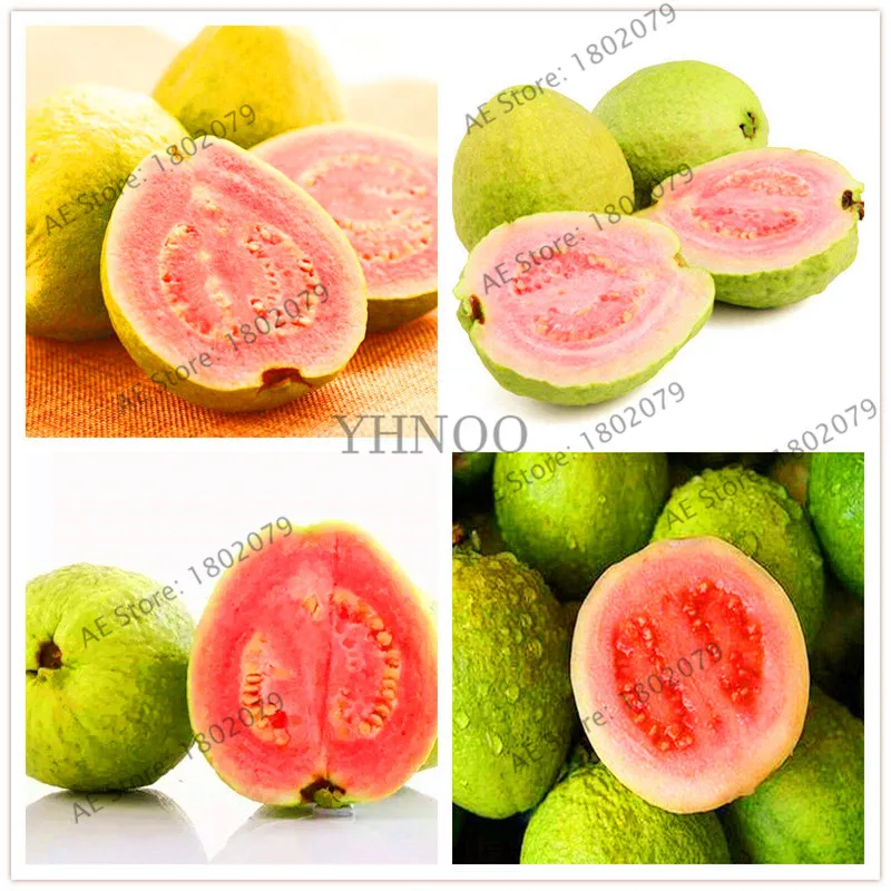 Установленные сроки! овощей-зеленый лук-белый Лиссабон-100 шт./пакет идеально Пособия по кулинарии Vegetale распространяется крупная акция,# 56P26Q