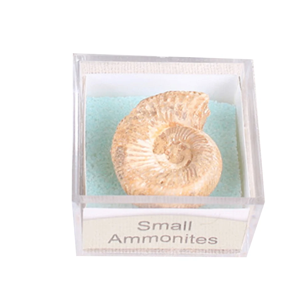 Горячая распродажа! 1 шт. протолит образец аммонита ремесло акулы зубы Gastropod коралловые окаменелости камень коллекция подарок для Fossil поклонников