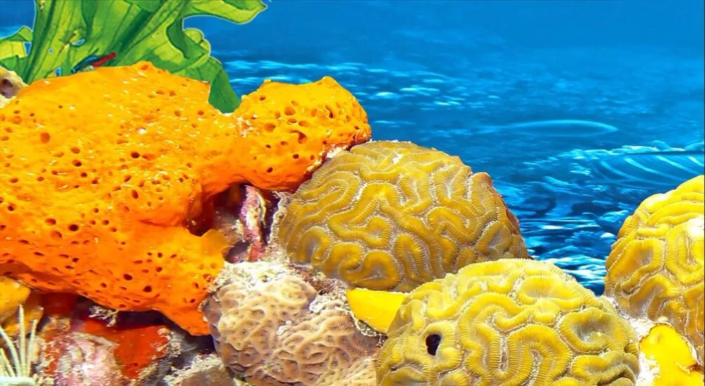 3d обои на заказ для фотографий большой подводный мир дельфин рыба пейзаж