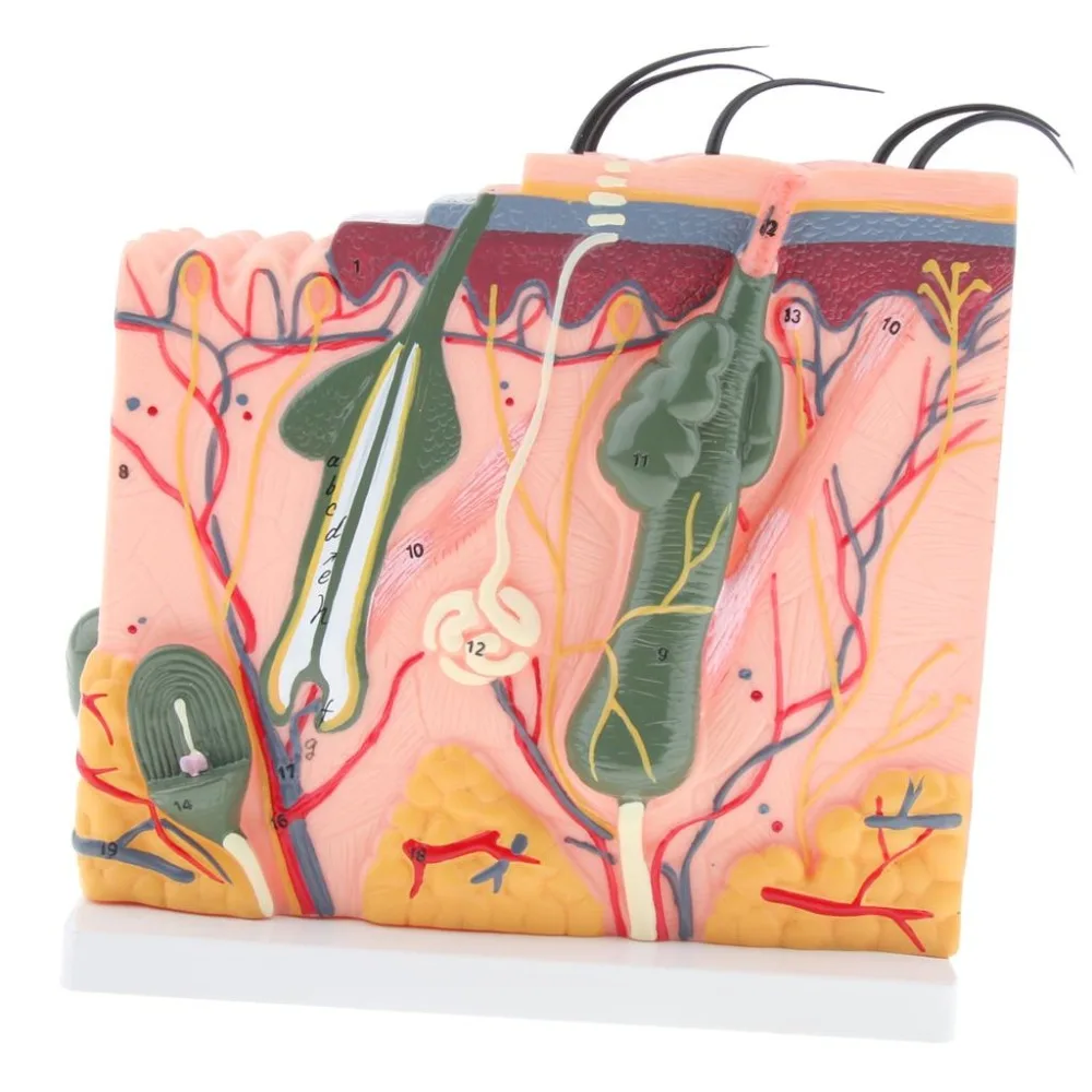 Структура кожи человека модель анатомии структура увеличенная поверхность