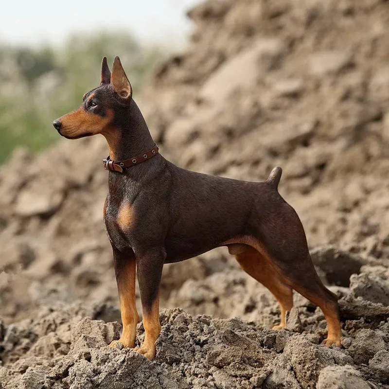1/6 масштаб Doberman Pinscher Модель Статуэтка Смола животное собака модели коллекции аксессуаров домашний декор l3403