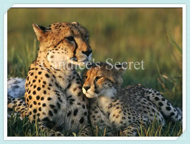 Набор для алмазной вышивки Гепард | Дом и сад