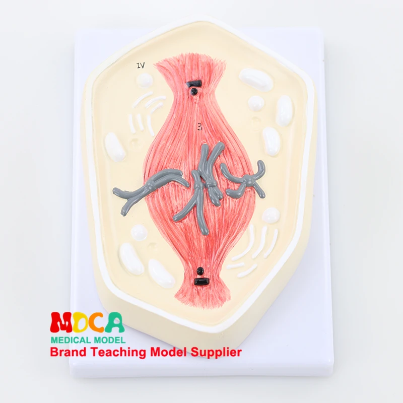

MDWXB002 Teaching of Indirect Splitting Chromosome Model Medicine in Cell Mitosis Biology