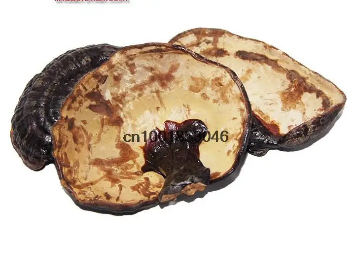 БЕСПЛАТНАЯ ДОСТАВКА 500 г Рейши Ganoderma lucidum |