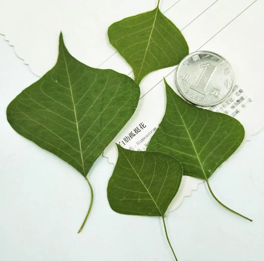 120 шт прессованный высушенный Loropetalum chinense var.ru Брум лист Гербария для изготовления