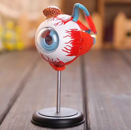 Master 4D модели глаза 32 шт. собраны анатомия человека модель новый 3D структуры глаз