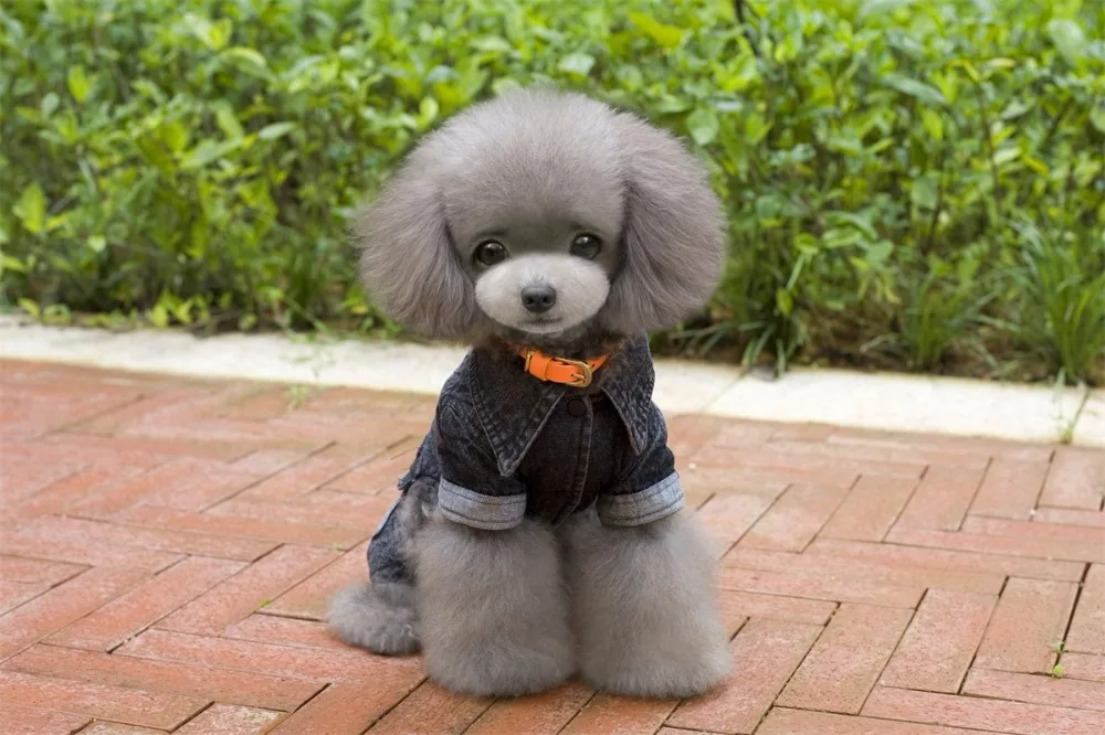 Новинка флисовое и джинсовое зимнее пальто для собак четыре ноги хлопок