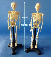 20cm human skeleton assembled model free shipping