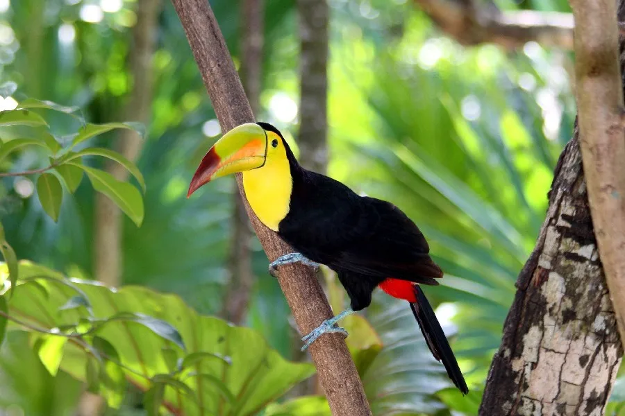 Рамка сделай сам Toucan Птица диких животных постер из ткани Шелковые Плакаты и