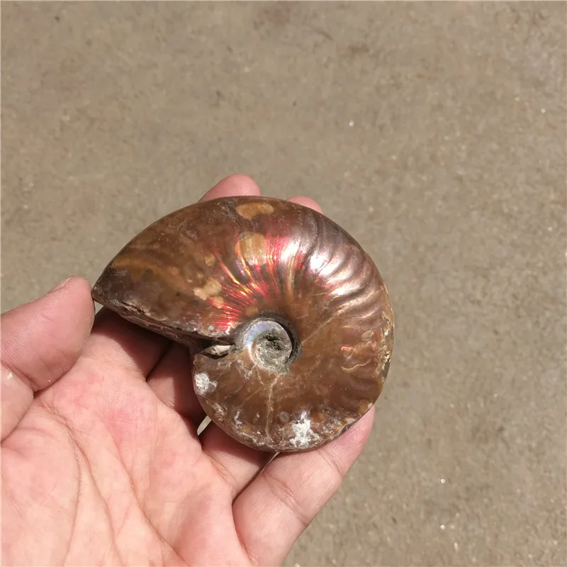 Радуга! 130 г натуральные кончи аммония fossil образцы из Madagascar LA2016|rainbow|specimenrainbow ammonite |