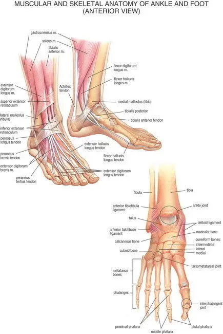 

07 Muscular And Skeletal Anatomy Of Ankle Foot Anterior 14"x21" Poster