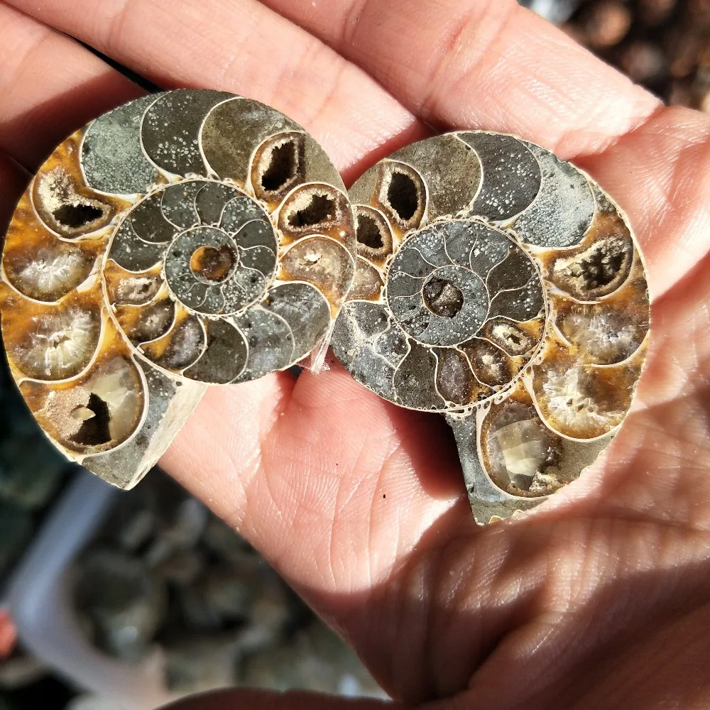 

1 pIc lucky Ammonite Fossil Specimen Shell Mineral Healing Madagascar
