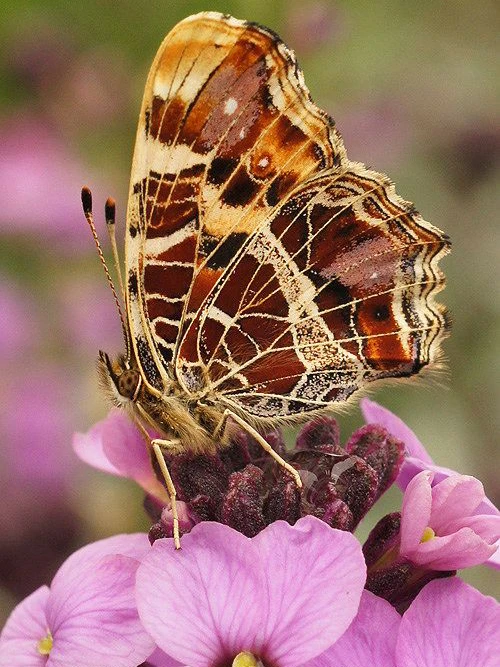 Мозаичные украшения дома цветок бабочка DIY картина вышитая бисером комплект