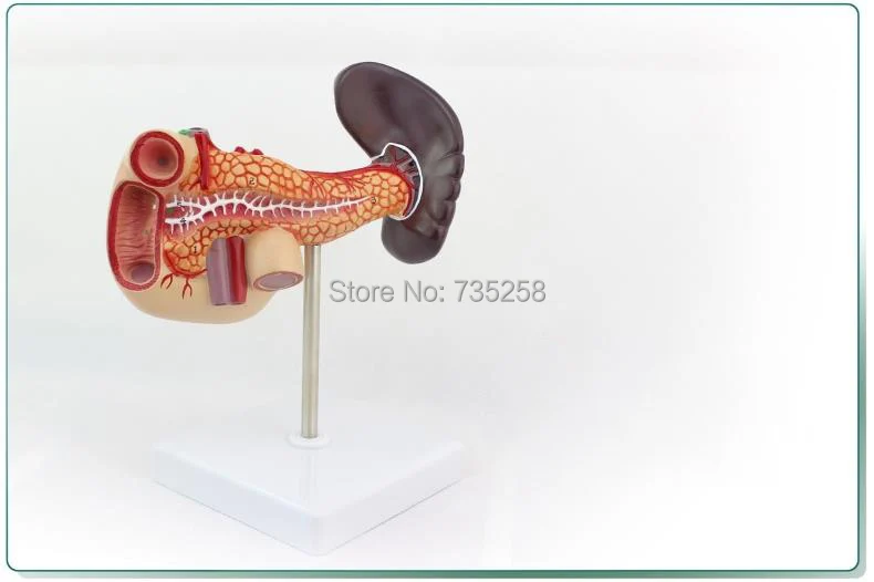 Pancreas And Duodenum And Spleen Model,Duodenal Anatomy Model,Spleen Model liver pancreas and duodenum model liver anatomical model