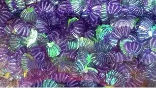 transparent purple 6*8 мм блестки в виде ракушки милые цветы ПВХ свободные блестки для ногтей Блестки для женщин DIY скрапбук Макияж украшения 20 г/лот - Цвет: transparent purple