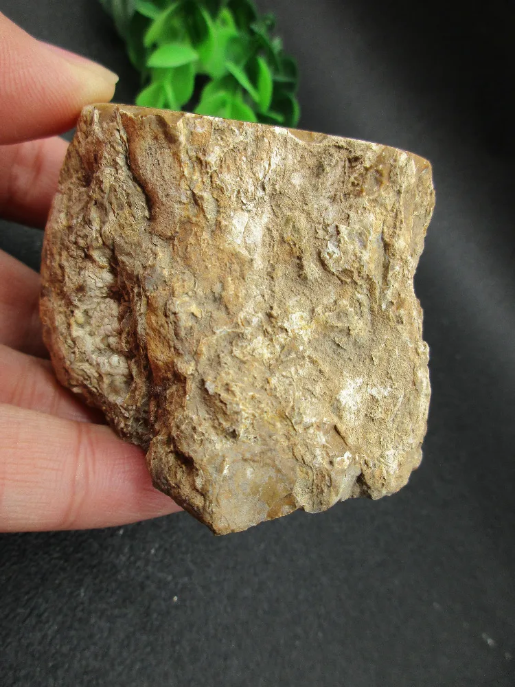 AAA + натуральный деревянный корень ископаемый кристалл фотосессия для