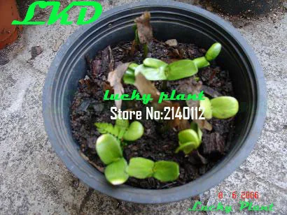 20 Свежий Adenium Obesum Семена Таиланд Редкие Реального Роза Пустыни Семян no56-coral-cream-5 |